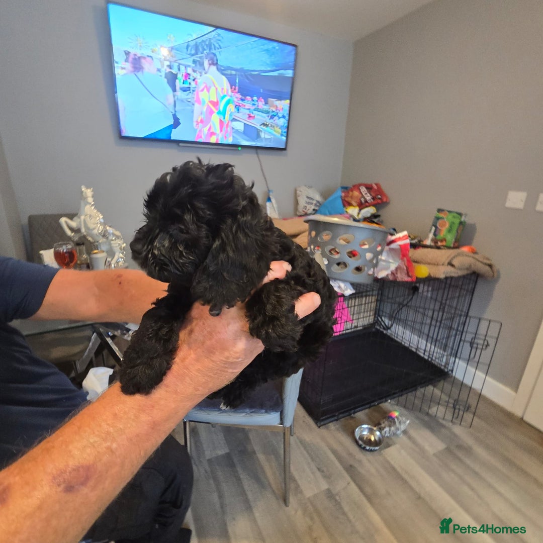 Cavapoo dogs for sale: TWO LITTLE FUR BABIES LEFT  - Image 35