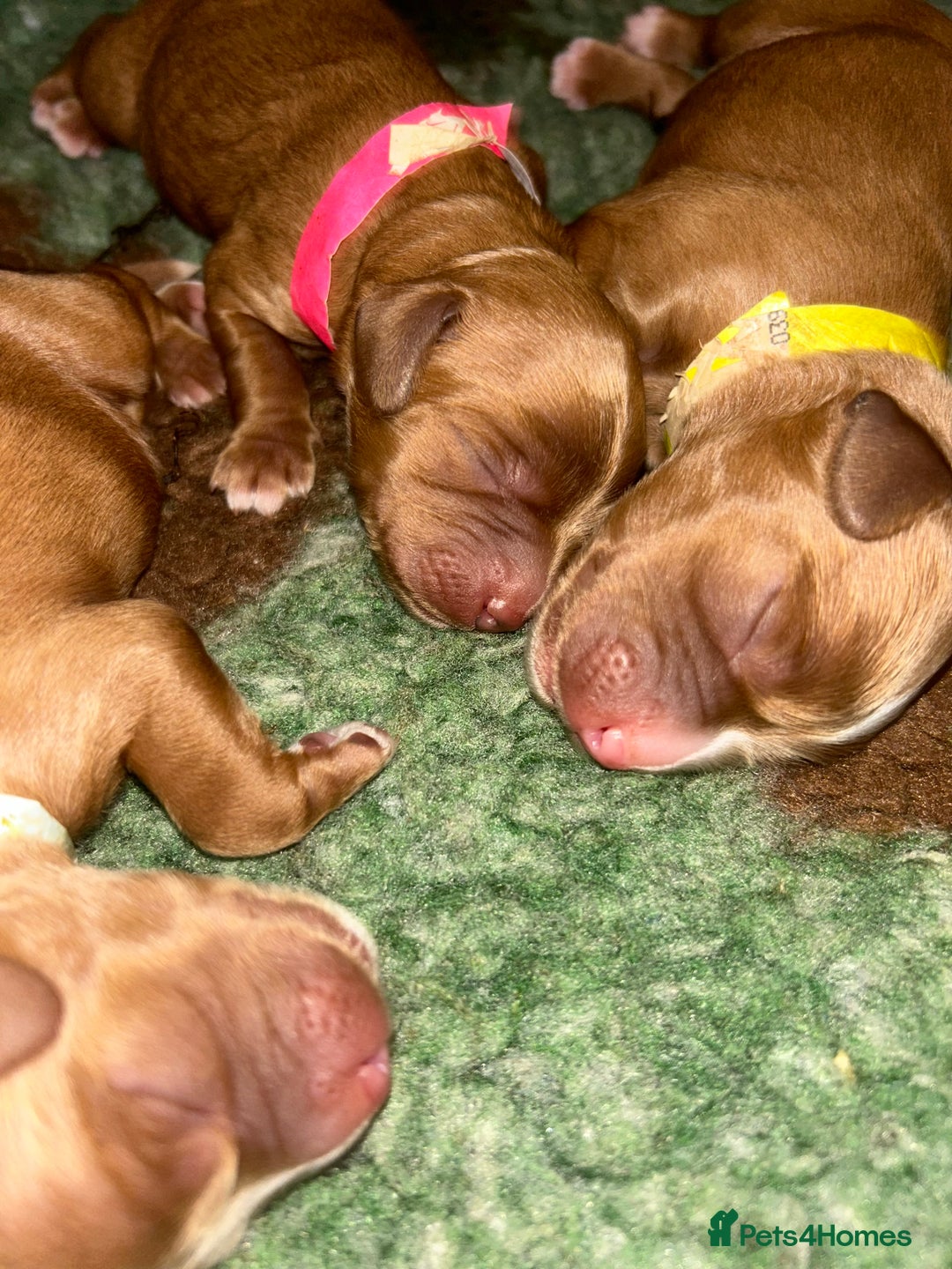 Cavapoo dogs for sale: Rare unique moyen Cavapoos - Image 3