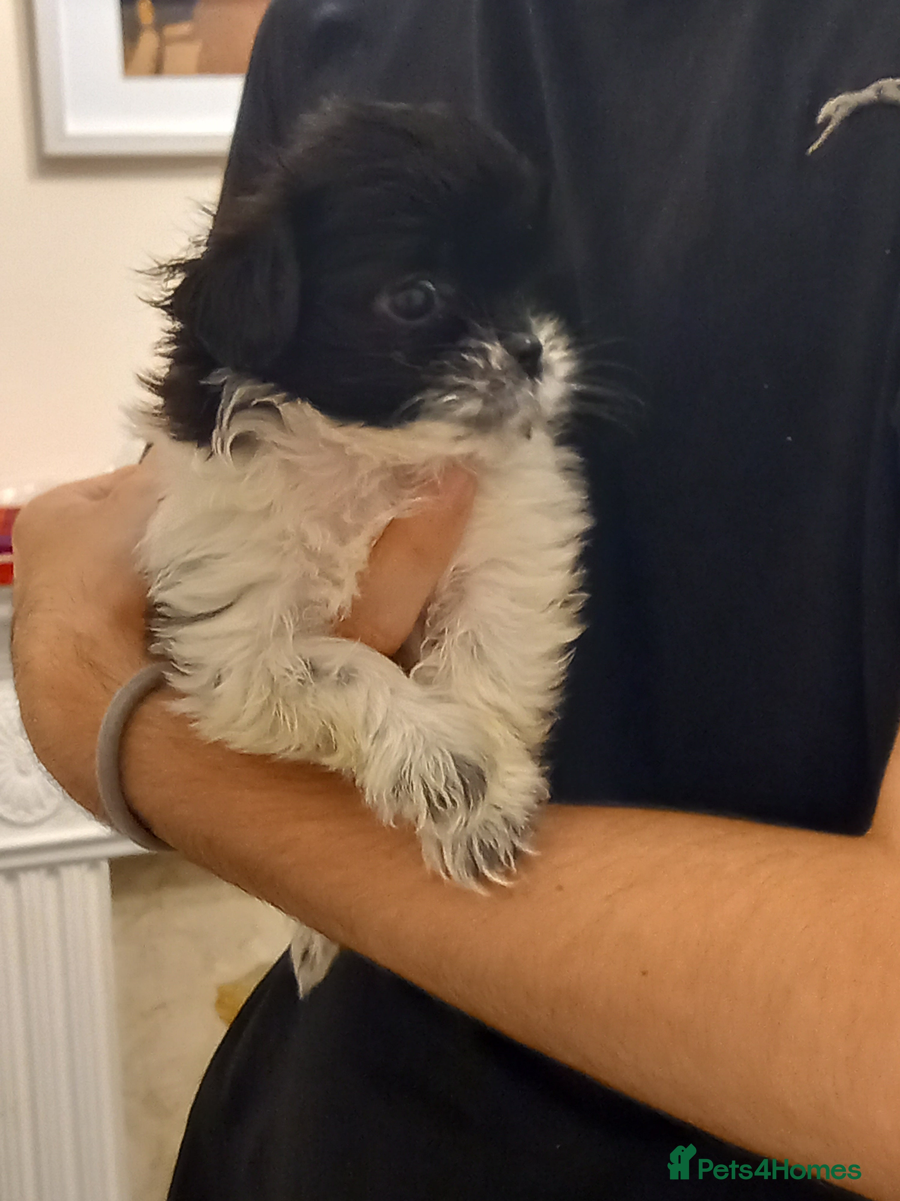 Mixed Breed dogs Shih tzu Cross chihuahua  - Advert 18