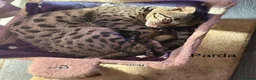 Savannah cats for sale: 2 female Savannah cats  in Cambridge - Advert 3