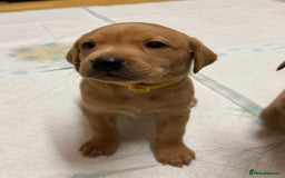 Labrador Retriever dogs for sale: Beautiful kc reg red labs. WORKING LINES - Image 7