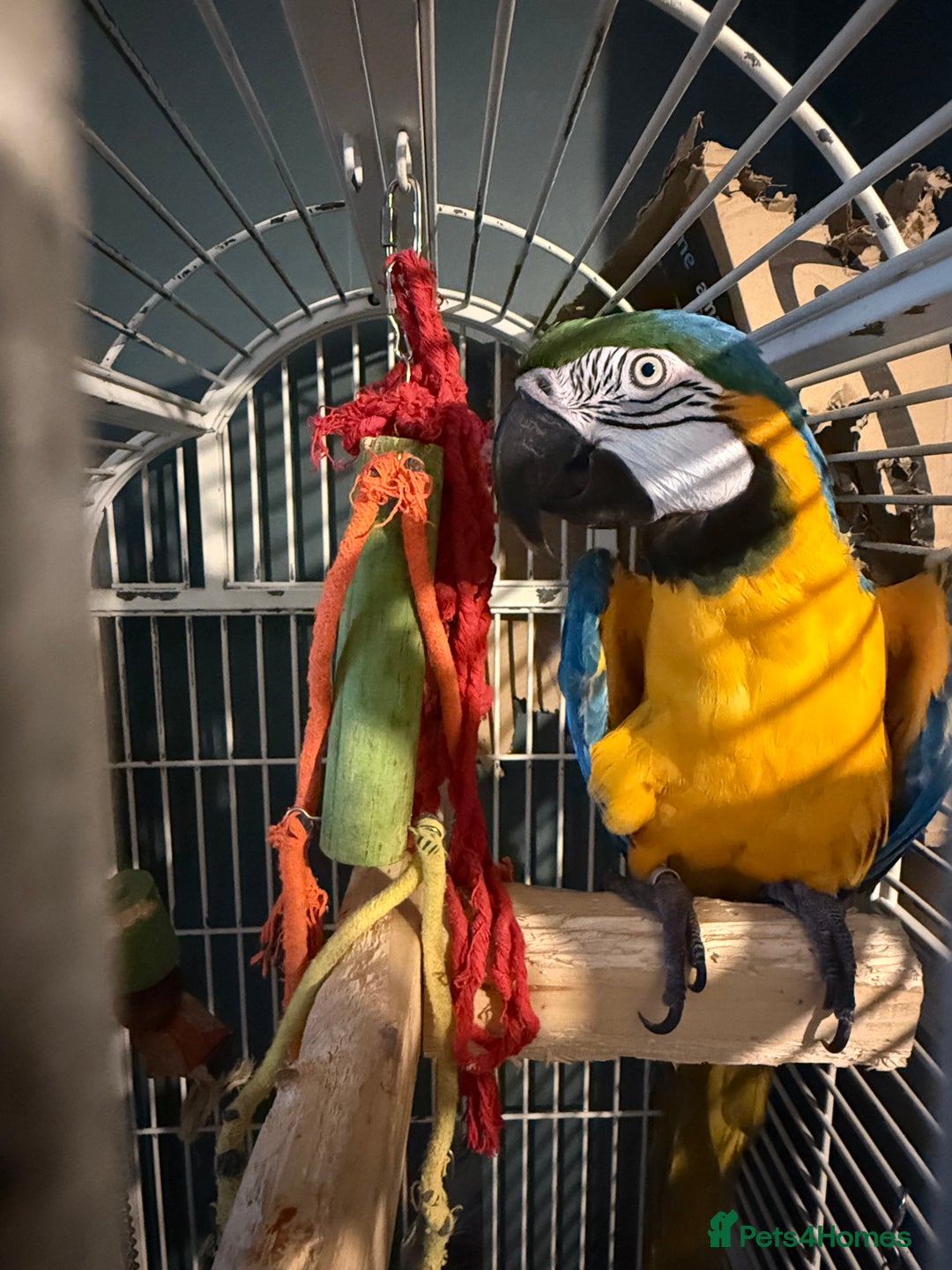 Macaws birds for sale: ✨ DEANO ✨ Blue and Gold Macaw Parrot & Cage  - Image 4