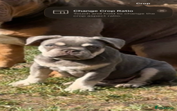French Bulldog dogs for sale: French bulldog  - Image 1