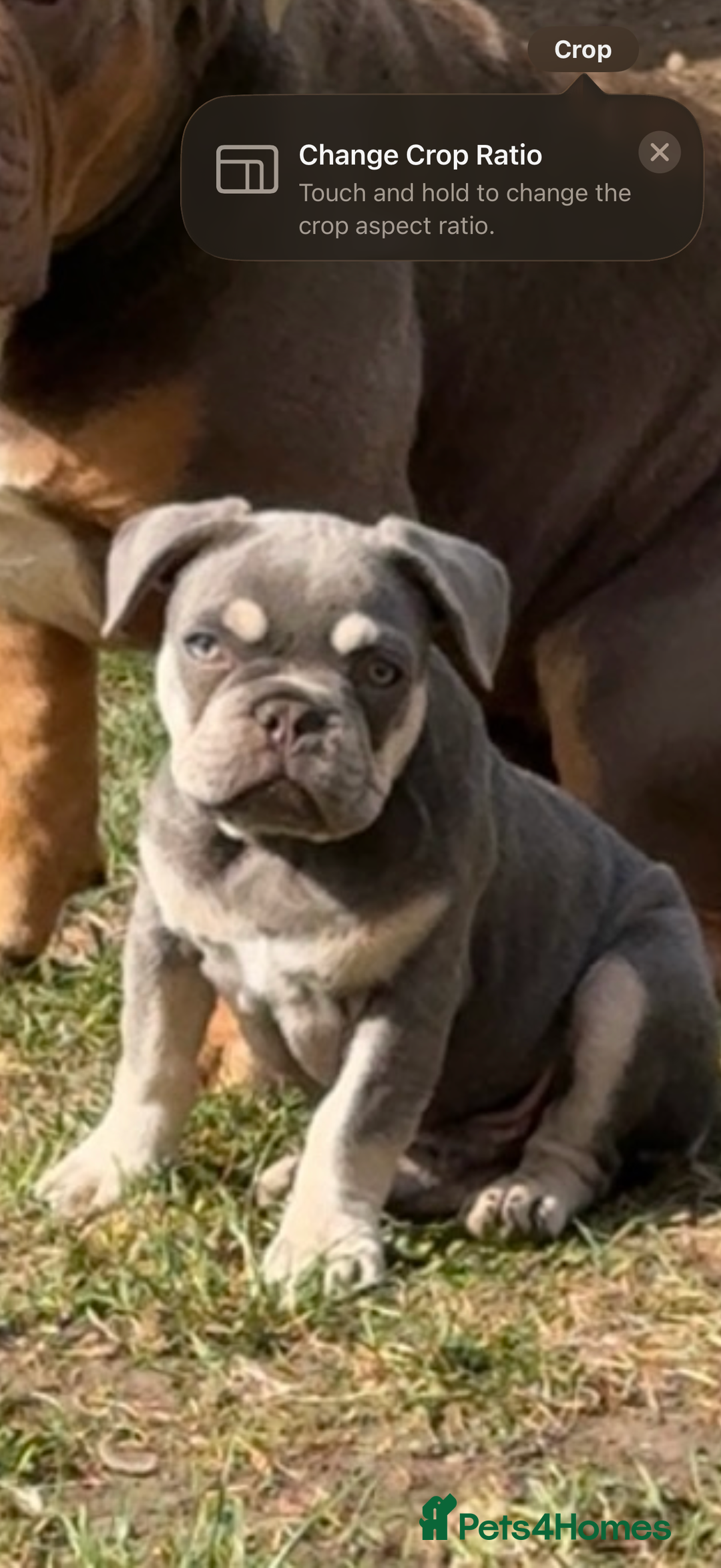 French Bulldog dogs for sale: French bulldog  - Image 1