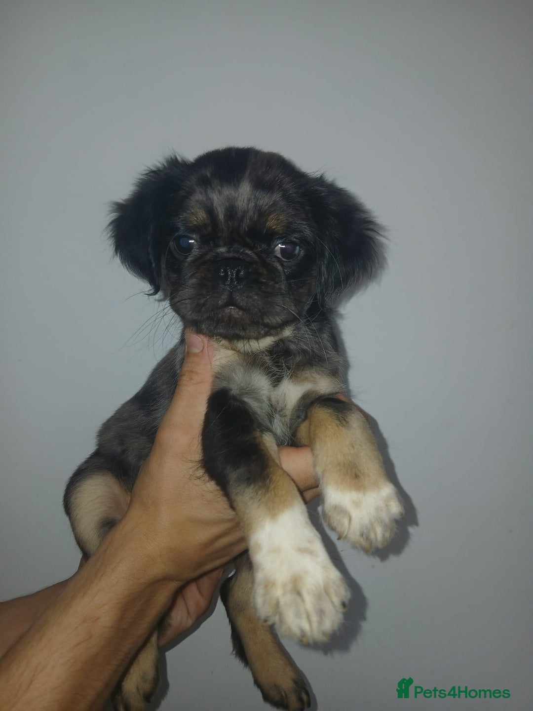 Pug dogs for sale: Pug puppies fluffy ready to leave  in Hemel Hempstead - Image 2