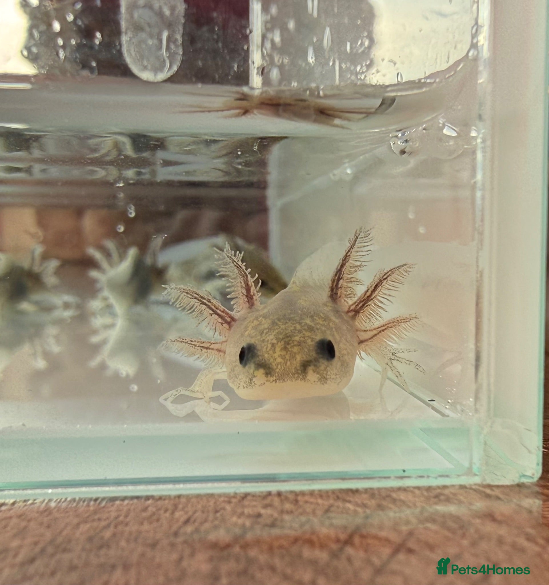 Axolotl reptiles Axolotl  - Advert 14