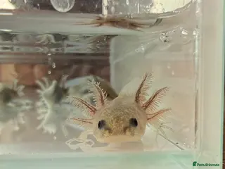 Axolotl reptiles Axolotl - Advert 14