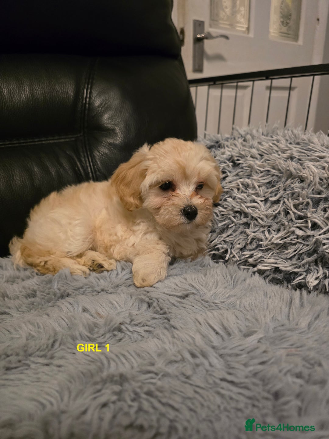 Maltipoo dogs for sale: MALTIPOO PUPPIES FOR SALE - Image 17