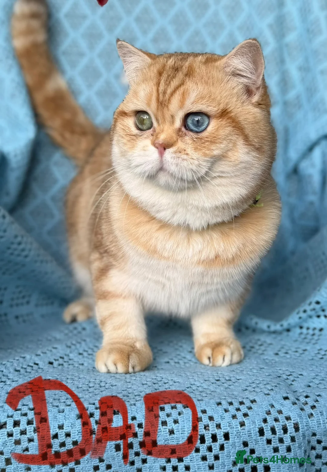 British Shorthair cats for sale: British Shorthair blue eyed adorable kittens GCCF  - Advert 30