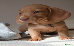 Miniature Dachshund dogs for sale: 🌟5StarsLicense+Holistic+KC+VetCheck+PRAClear - Image 25