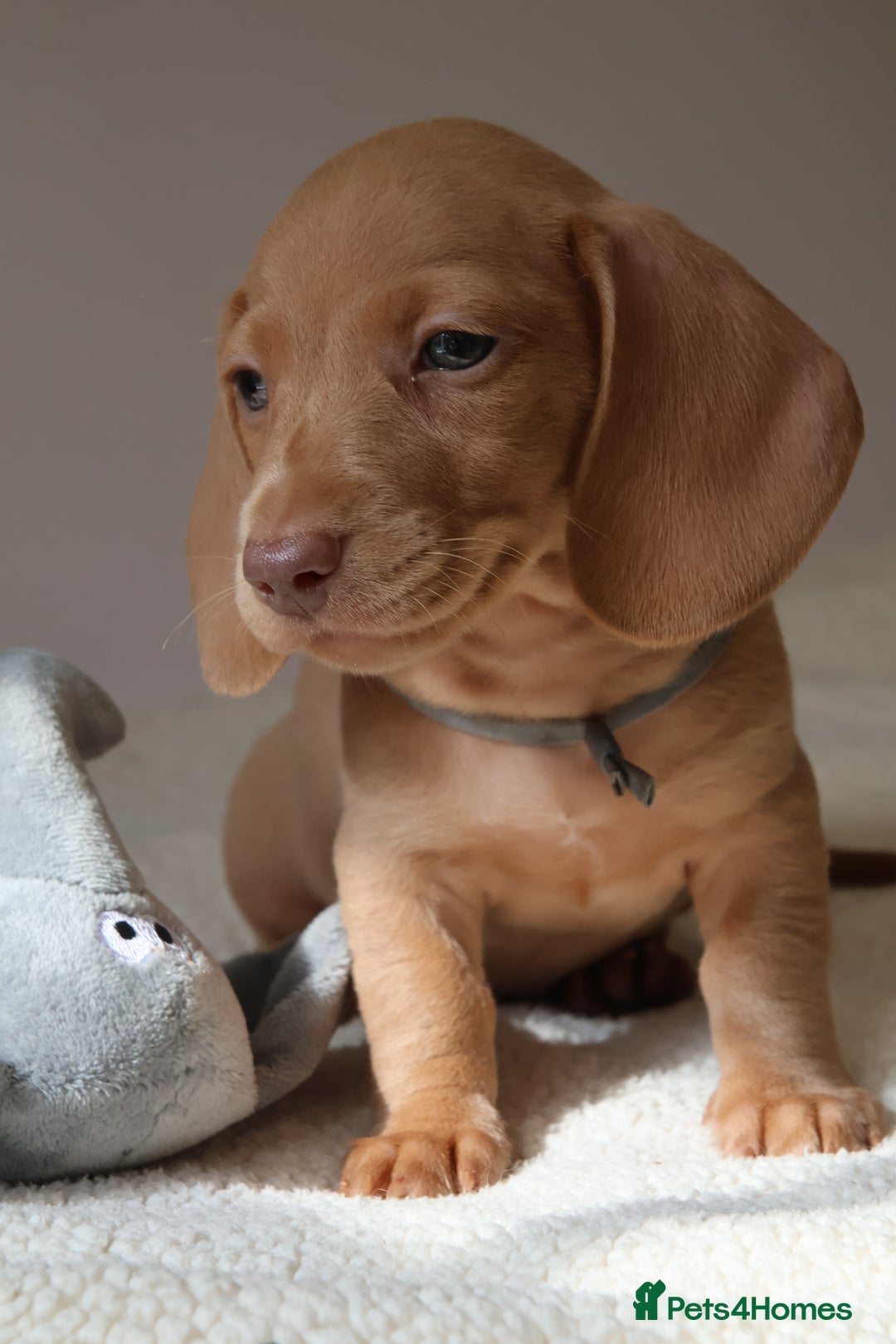 Miniature Dachshund dogs for sale: 🌟5StarsLicense+Holistic+KC+VetCheck+PRAClear - Image 25