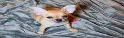 Chihuahua dogs for sale: CHIHUAHUA Girls Ready To Go - Advert 14