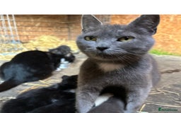 Ragdoll cats for sale: RagDoll X Kittens - Image 5