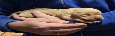 Labrador Retriever Puppy 2