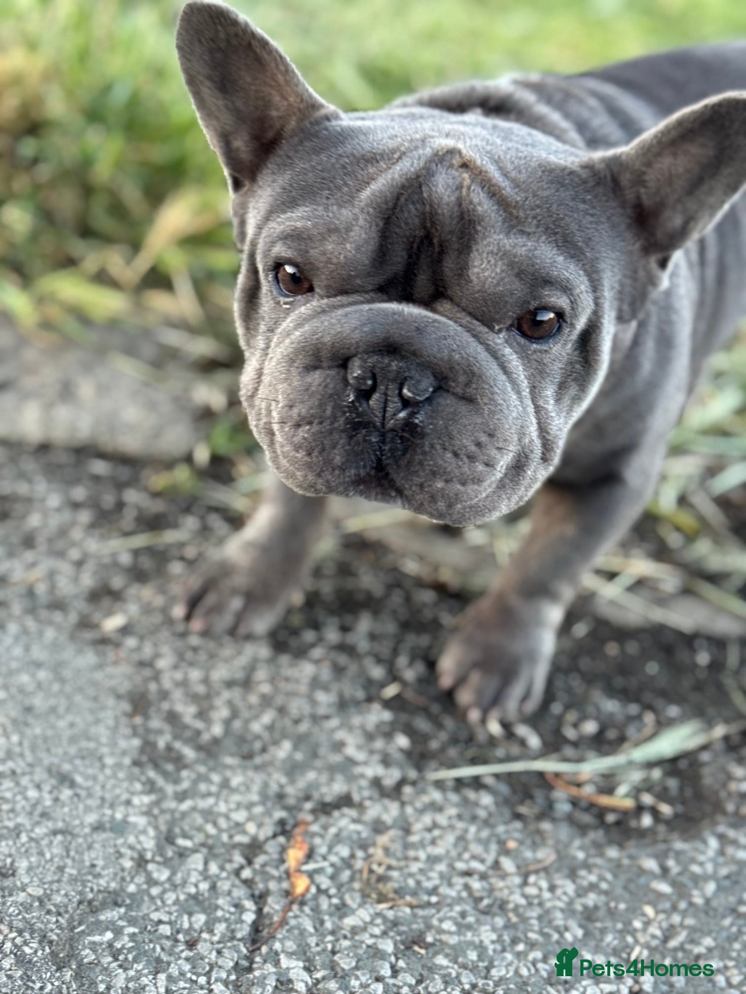 French Bulldog dogs French bulldog - Advert 1