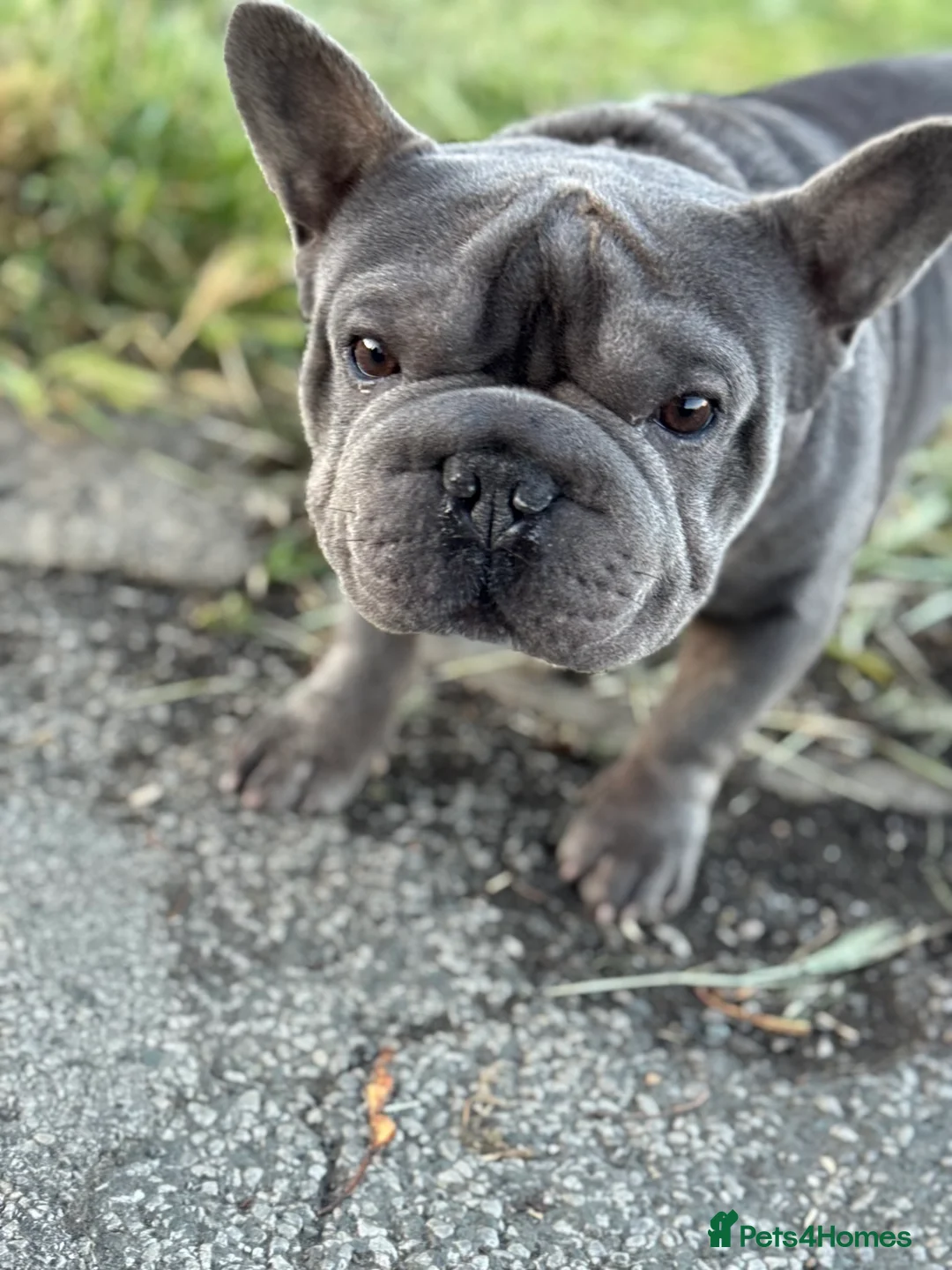 French Bulldog dogs for sale: French bulldog in Pontefract - Advert 1