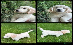 Golden Retriever dogs for sale: KC Registered Golden Retriever Puppies  - Image 2