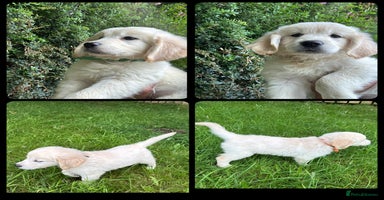 Golden Retriever dogs - Advert 2