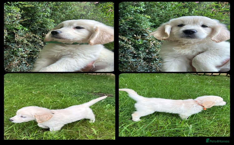 Golden Retriever dogs - Advert 3