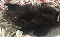 Persian cats for sale: Gorgeous Persians gccf registered pkd neg   - Image 33