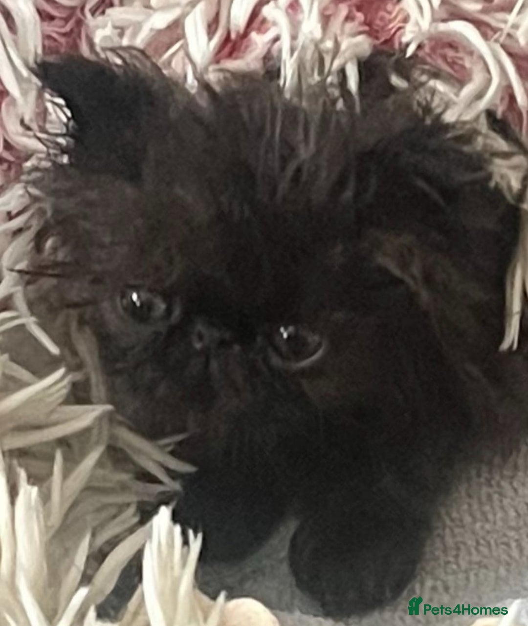 Persian cats for sale: Gorgeous Persians gccf registered pkd neg   - Image 33