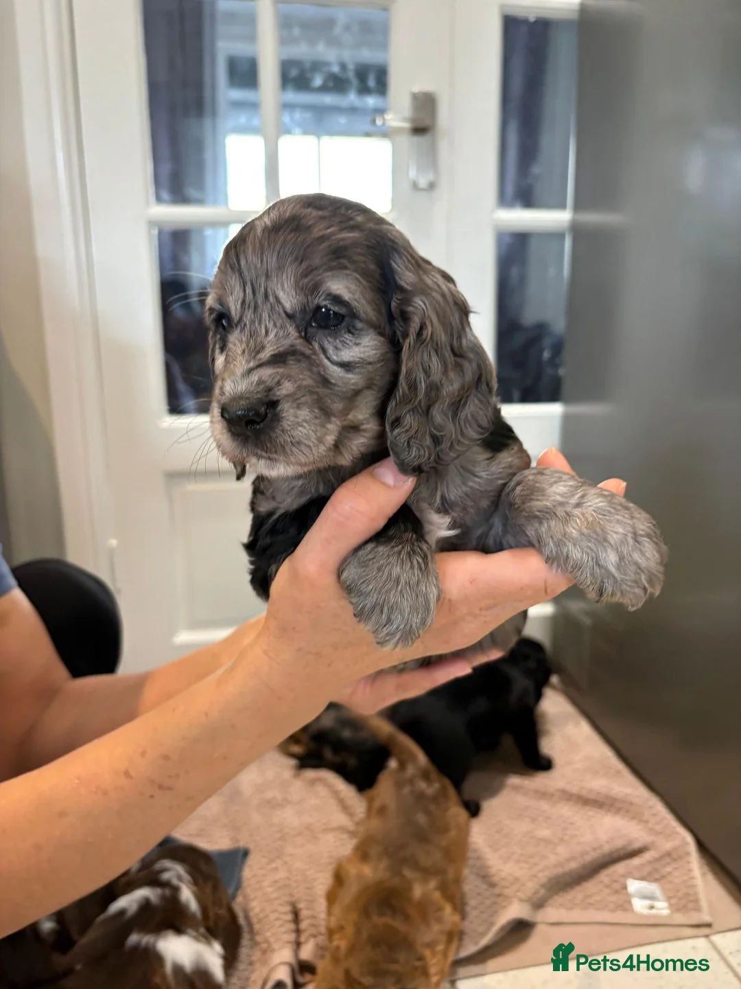 Cocker Spaniel dogs for sale: 100% Pedigree full show type DNA health tested  in Worksop - Advert 12