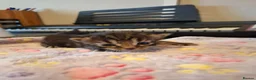 Mixed Breed cats for sale: Kittens - Advert 4