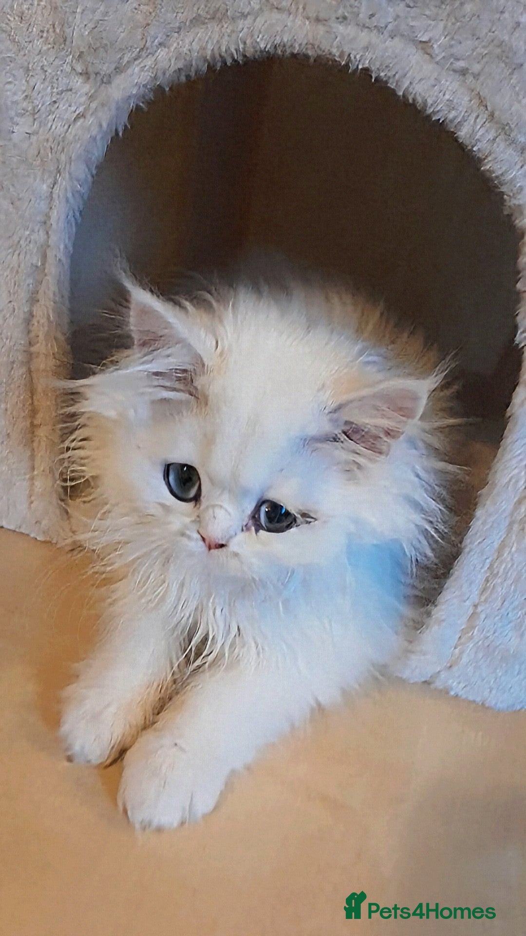 Persian cats ♦🍒White tipped Persian kittens ready now - Advert 5