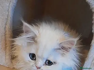 Persian cats ♦🍒White tipped Persian kittens ready now - Advert 5