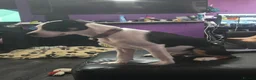 Mixed Breed dogs for sale: Lucifer - Advert 3