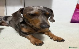 Miniature Dachshund dogs for stud: **STUD**miniture dachshund  - Image 2