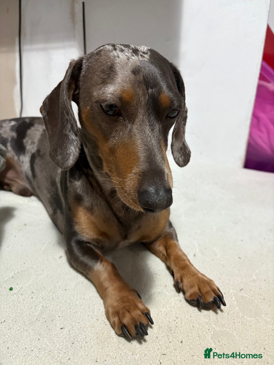 Miniature Dachshund dogs for stud: **STUD**miniture dachshund  - Image 2