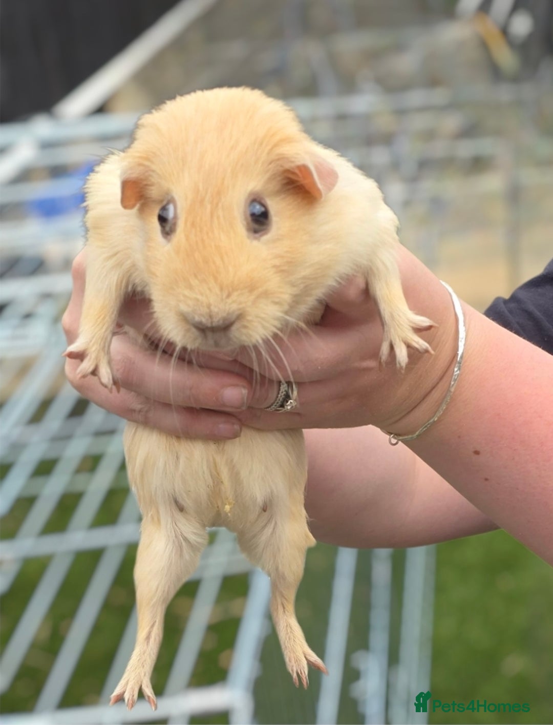 Guinea Pig rodents for sale: Chunky sows for sale  - Image 7