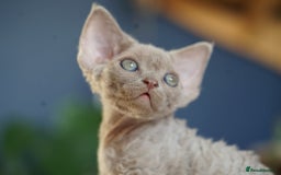 Devon Rex cats for sale: Ravel 💜male Devon Rex available  - Image 5
