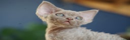 Devon Rex cats for sale: Ravel 💜male Devon Rex ( Reserved) - Advert 7