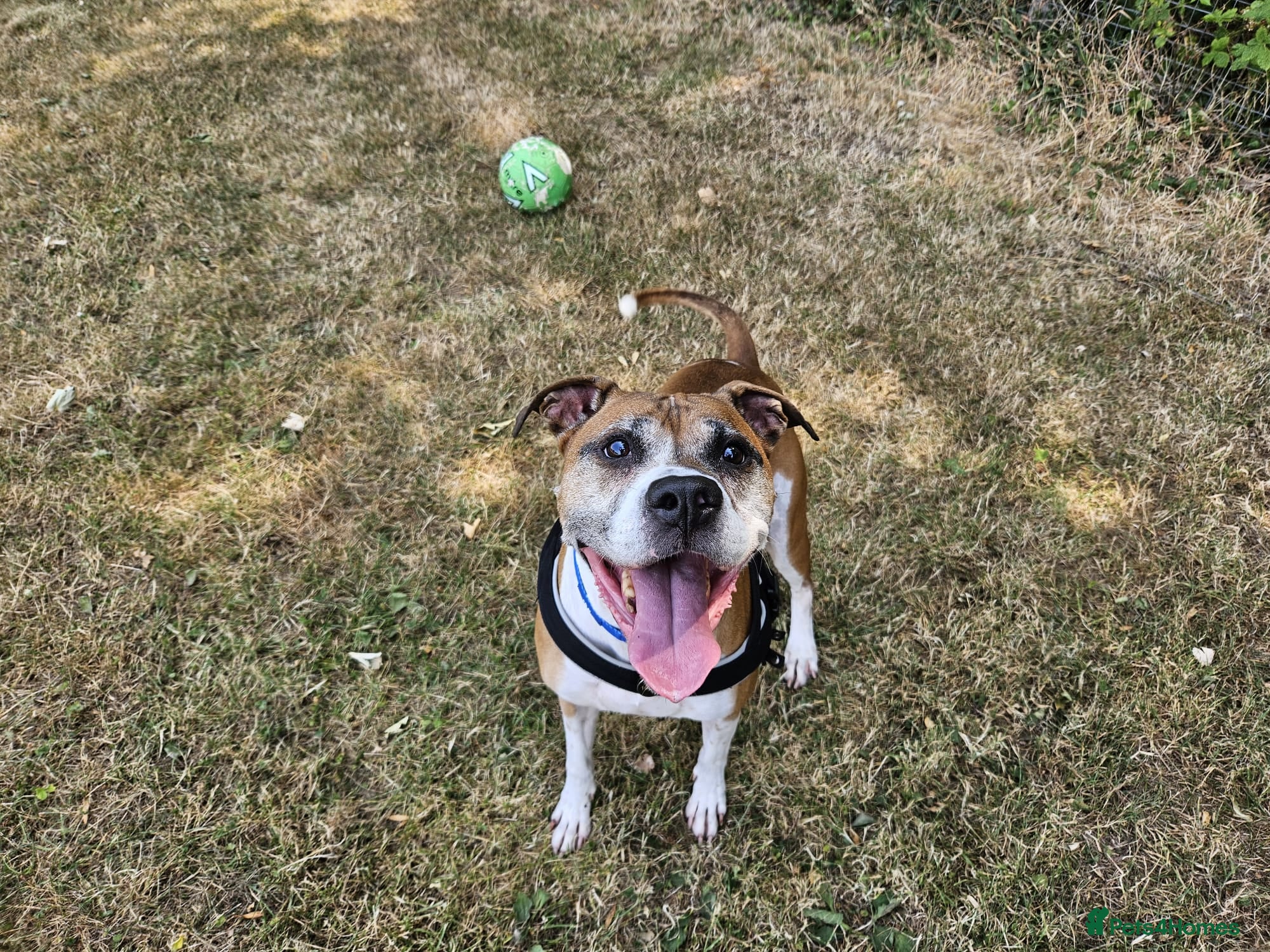 Boxer dogs Bentley - Advert 3