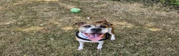Boxer dogs for adoption: Bentley - Advert 1