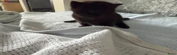 Mixed Breed cats for sale: 4 beautiful kittens for sale  - Advert 22