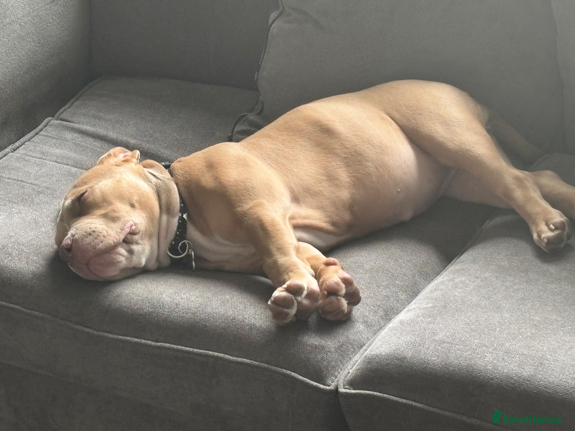 Mixed Breed dogs Pocket bully  - Advert 2
