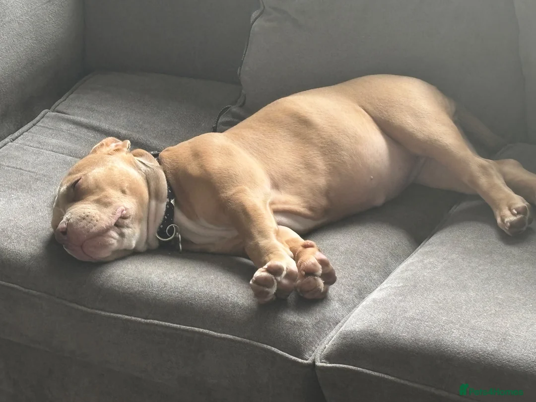 Mixed Breed dogs for sale: Pocket bully  - Advert 1