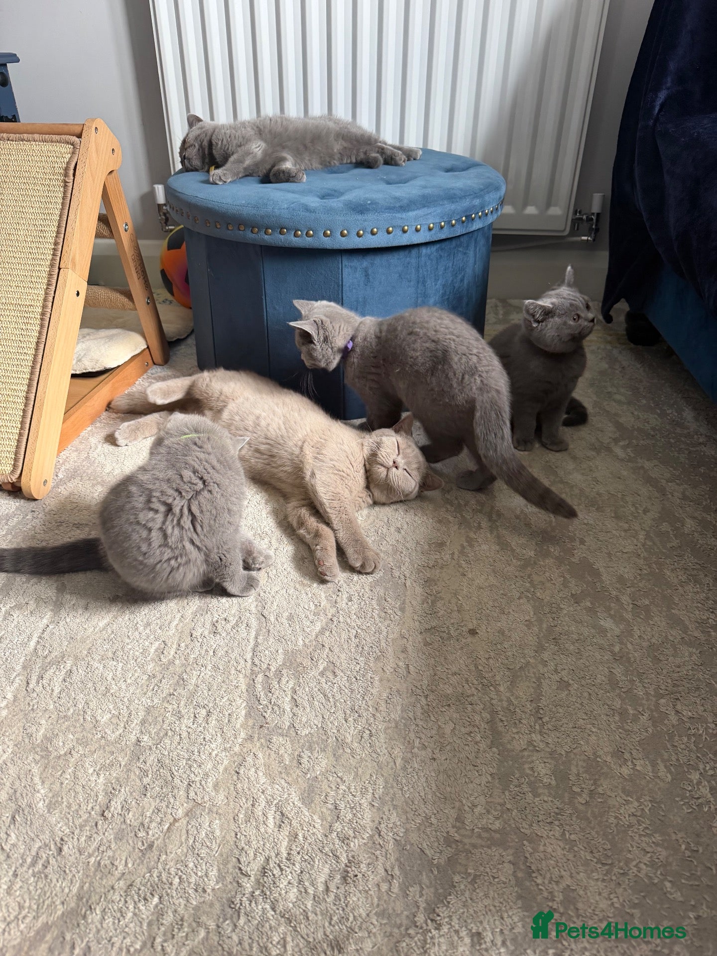 British Shorthair cats British shorthair kittens active  - Advert 1