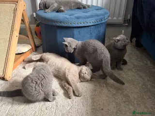 British Shorthair cats British shorthair kittens active - Advert 1