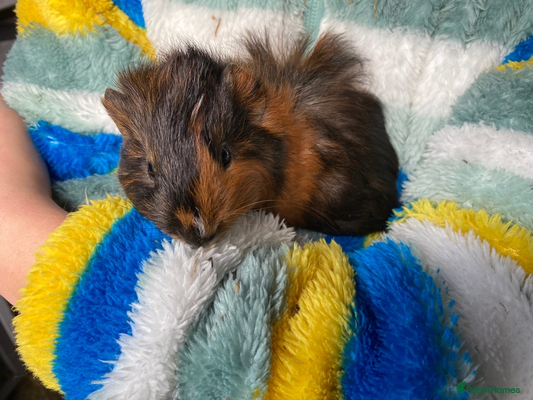 Guinea Pig rodents for sale: Well handled Guinea pigs  - Image 3