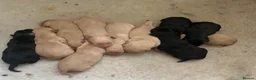 Labrador Retriever dogs for sale: Ready Now Yellow Labrador Puppies - Advert 8