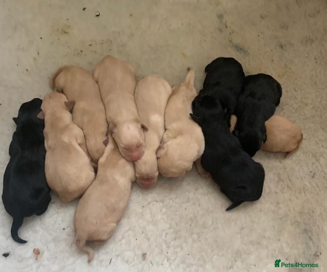 Labrador Retriever dogs for sale: Ready Now Yellow Labrador Puppies - Advert 8