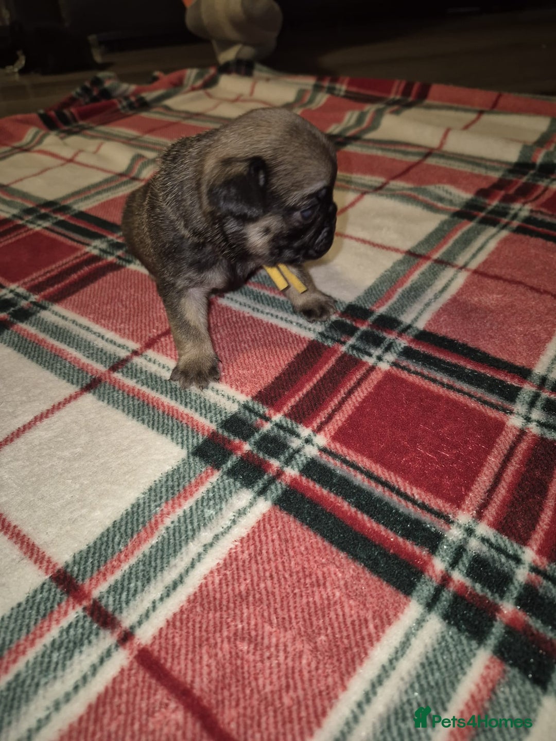 Pug dogs for sale: Pug puppies 🐶  - Image 13