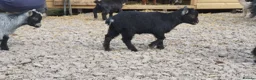 Goats livestock for sale: Lovely pygmy goats 🐐  - Advert 4