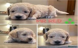 Cockapoo dogs for sale: Beautiful health tested cockapoos, ready Nov 💙💗 - Image 2