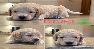 Cockapoo dogs - Advert 5