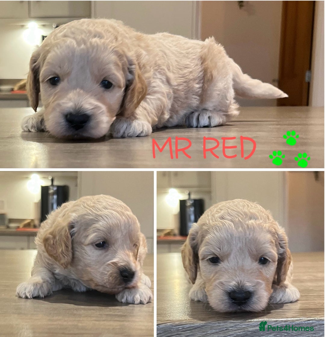 Cockapoo dogs for sale: Beautiful health tested cockapoos, ready Nov 💙💗 - Image 2